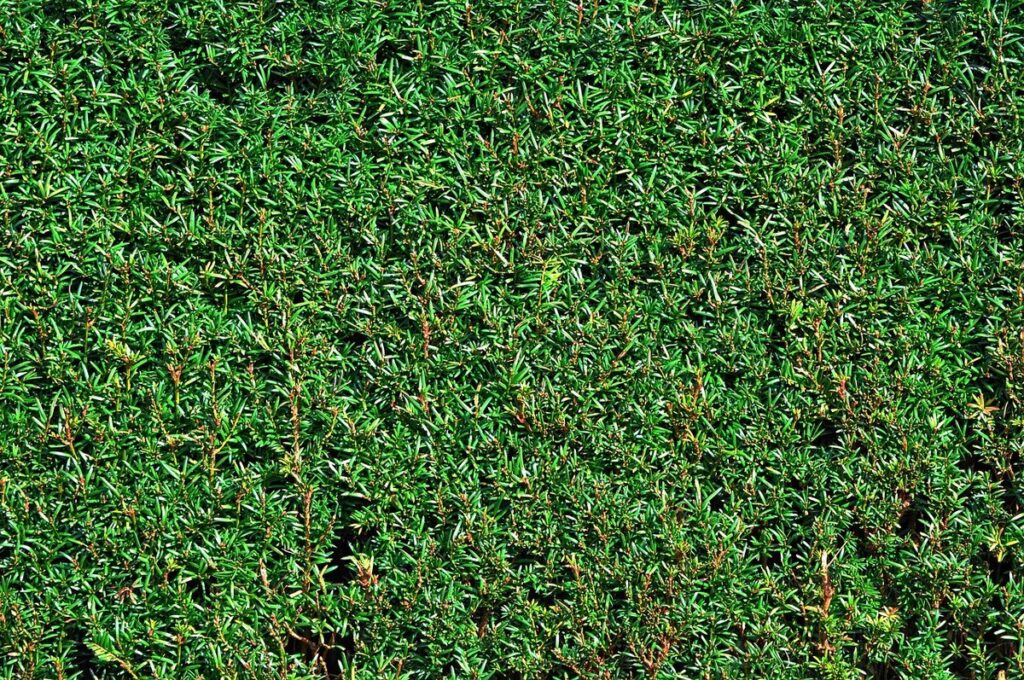 arborvitae privacy hedges