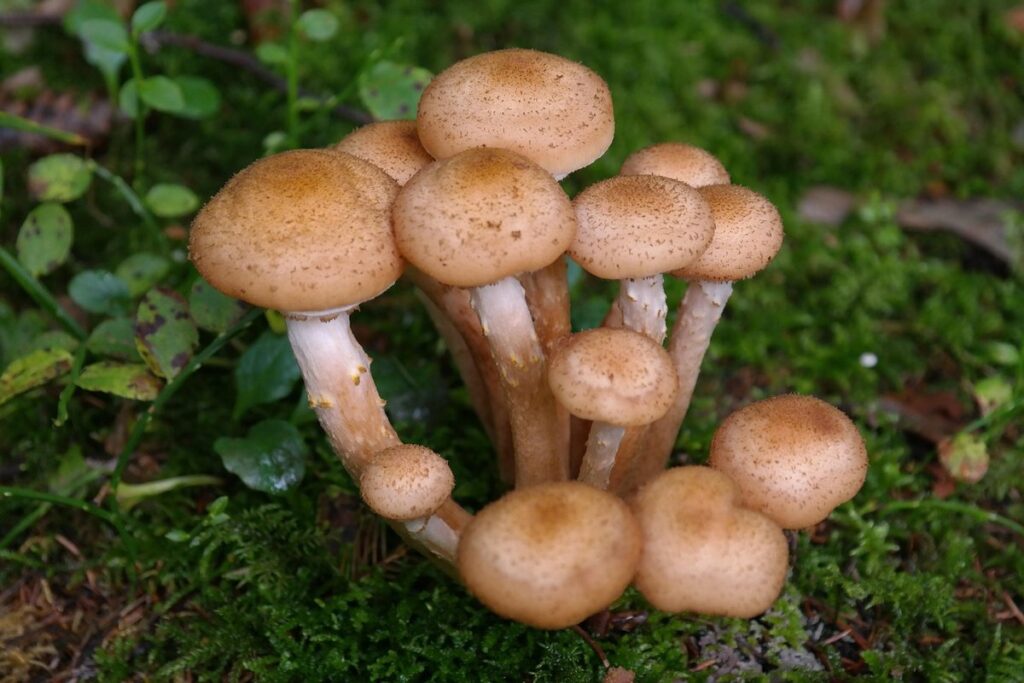 armillaria root disease