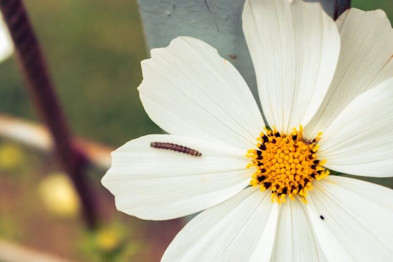 what is armyworm in gardens