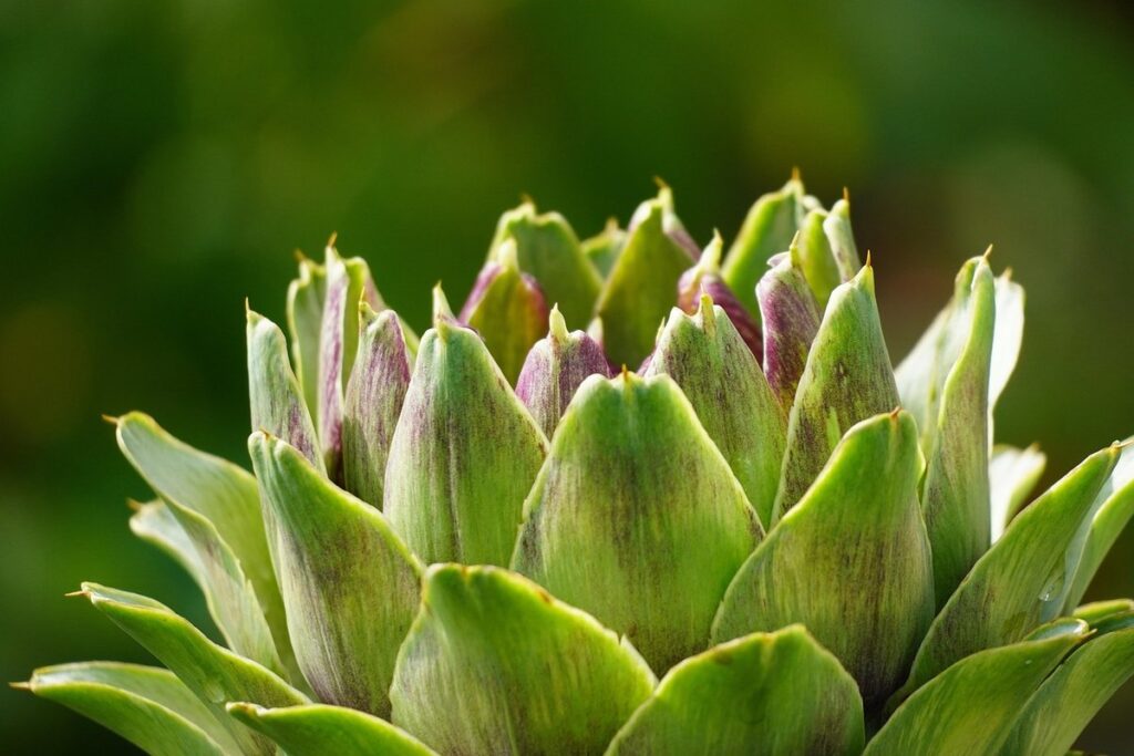 artichoke thistle plant