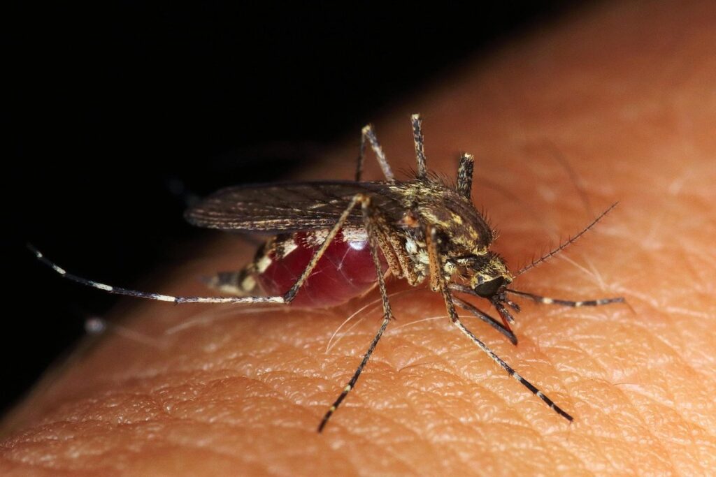 assassin bug bites in gardens