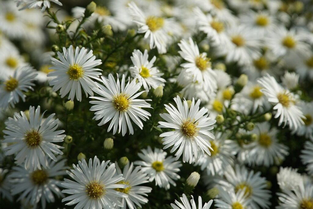 asters flowers care