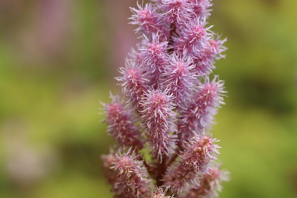 astilbe plant