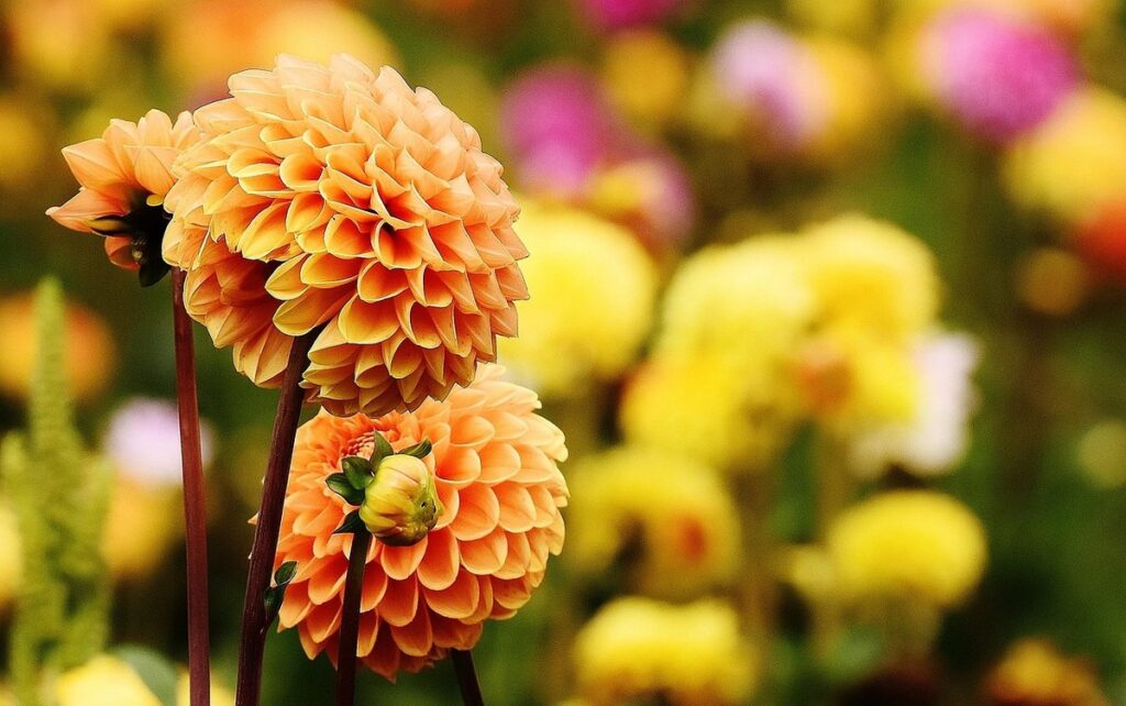 autumn times dahlia
