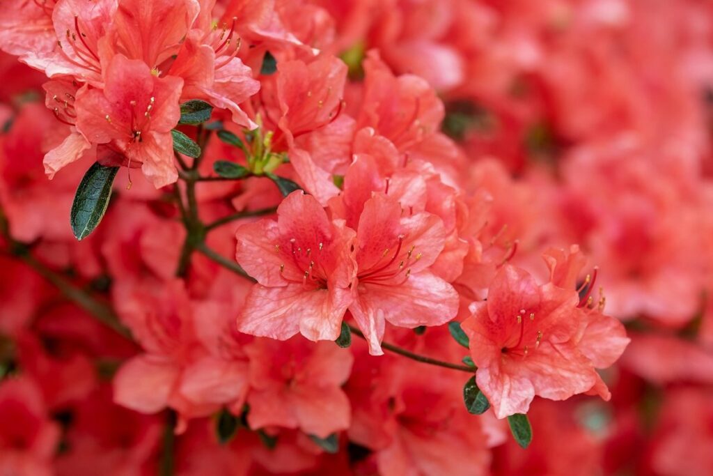 azalea vs rhododendron