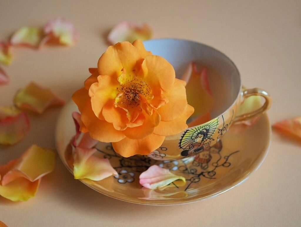 baby sun rose