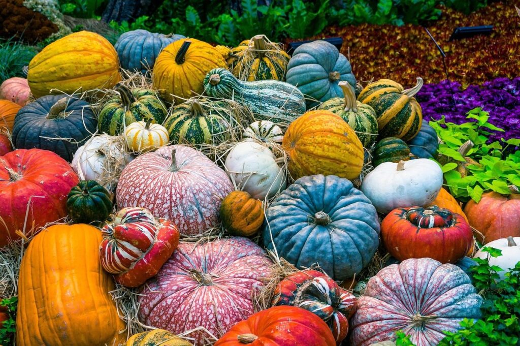 backyard vegetable garden