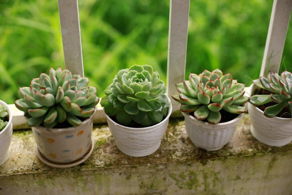 balcony plants full sun