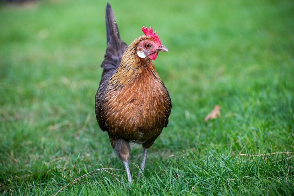 bantam chickens for small gardens
