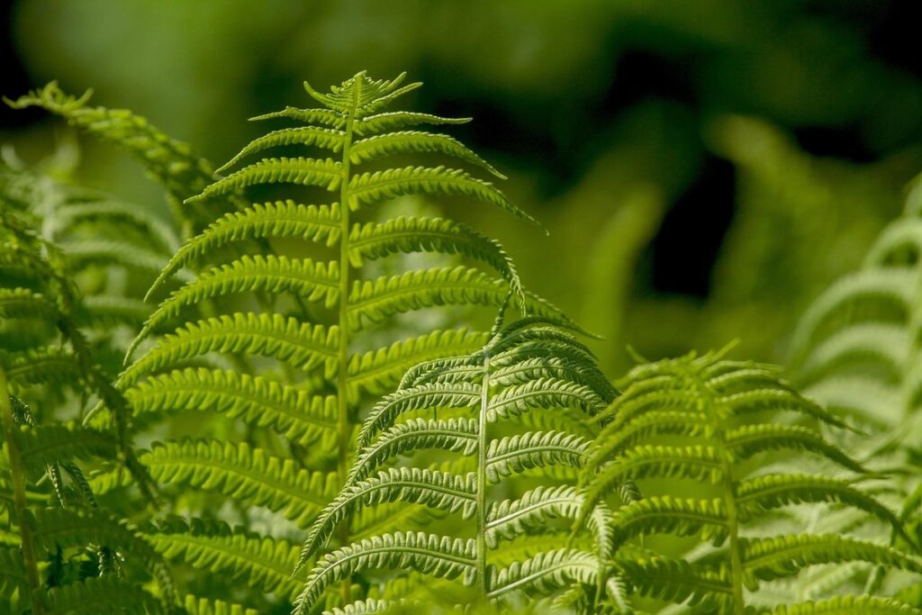 curly leaf plant