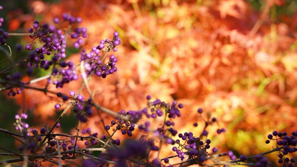 beautyberry planting guide