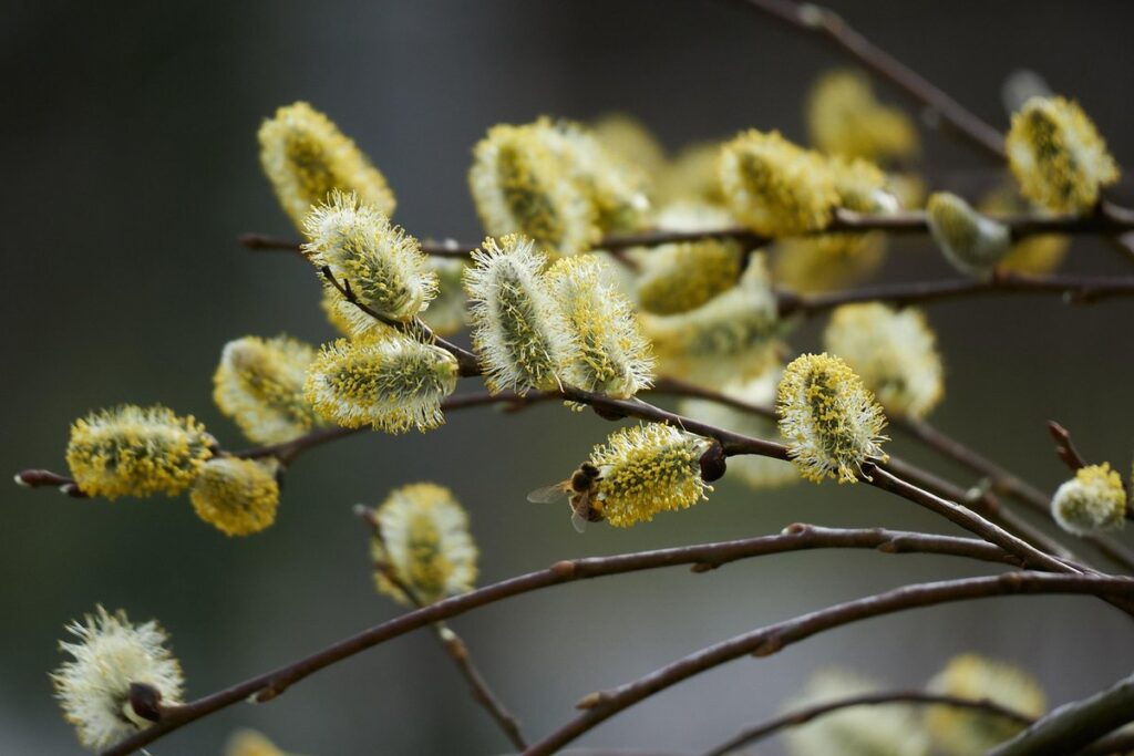 plant propagation with bee assistance