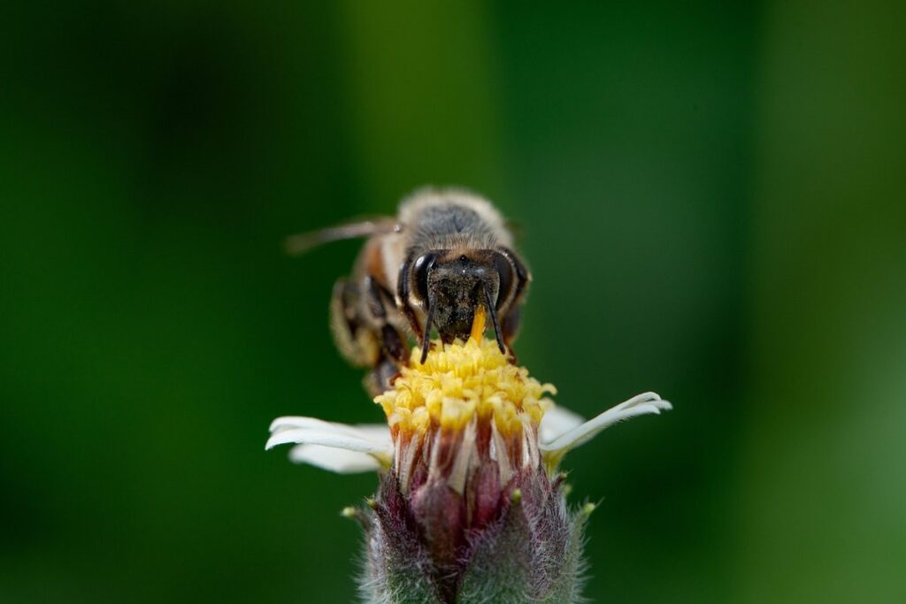 what to feed bees in the garden