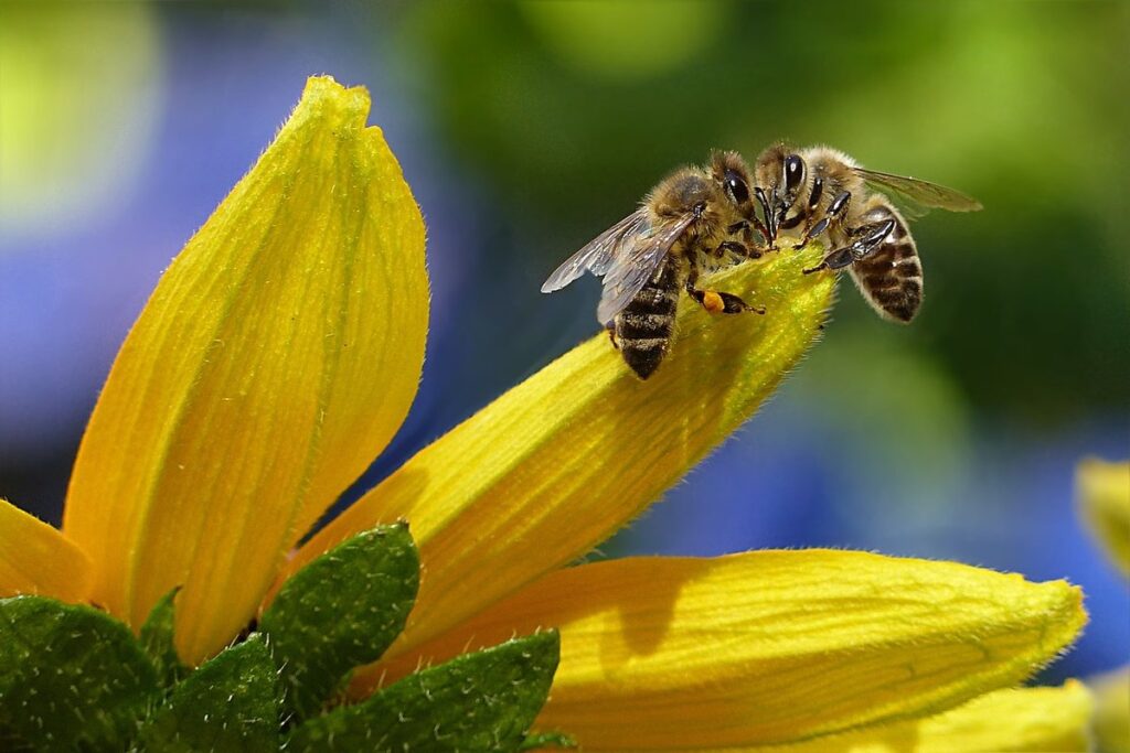 honey bee on a flower