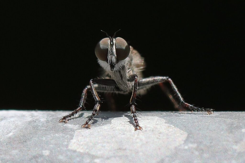bee robbers in garden management