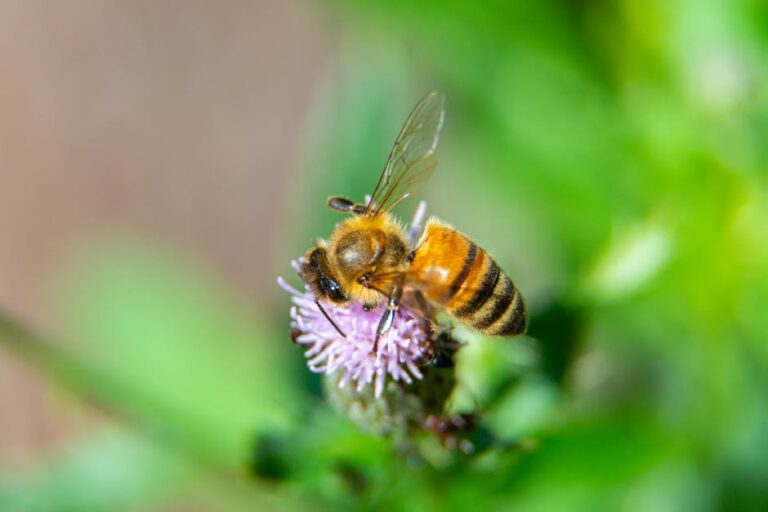 bee robbing in garden hives
