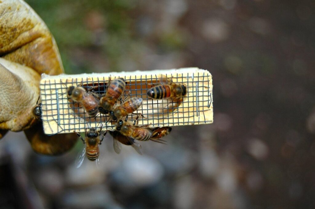 queen candy in beekeeping