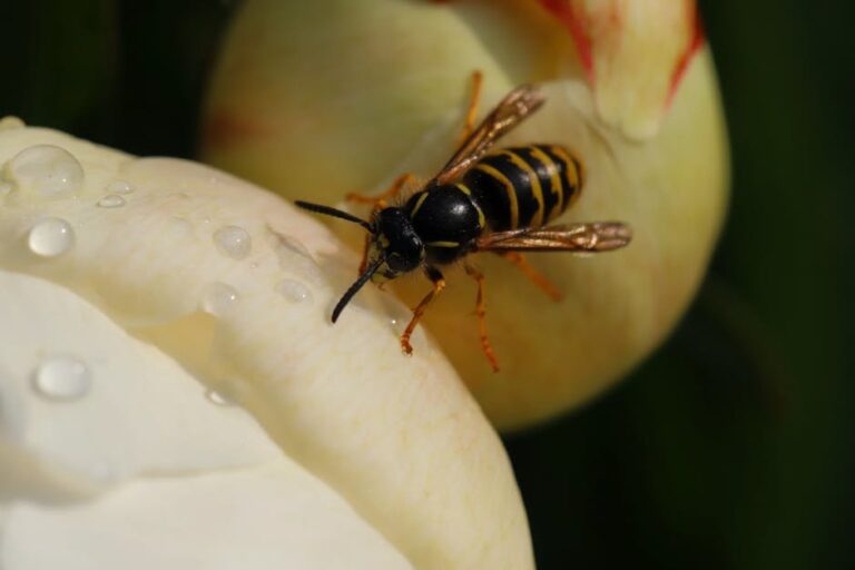 pollen sources for bees