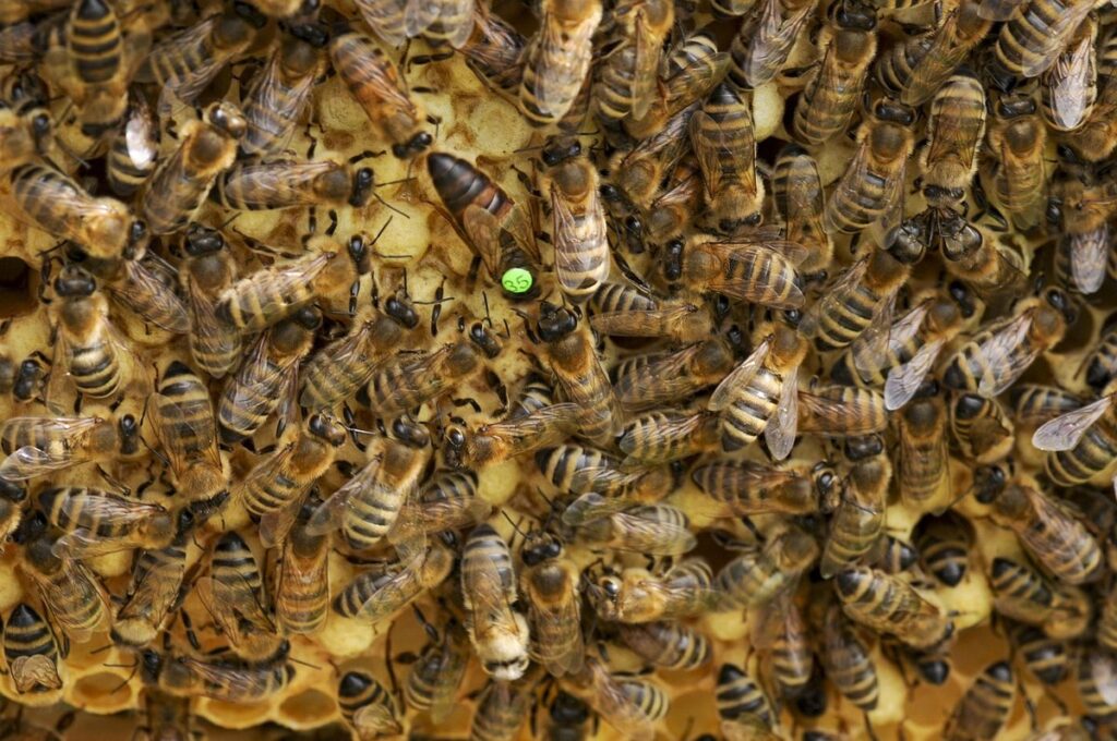 queen rearing bees