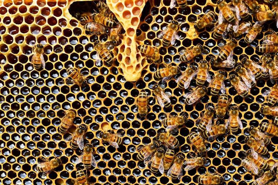 bees and sugar water -> bee feeder