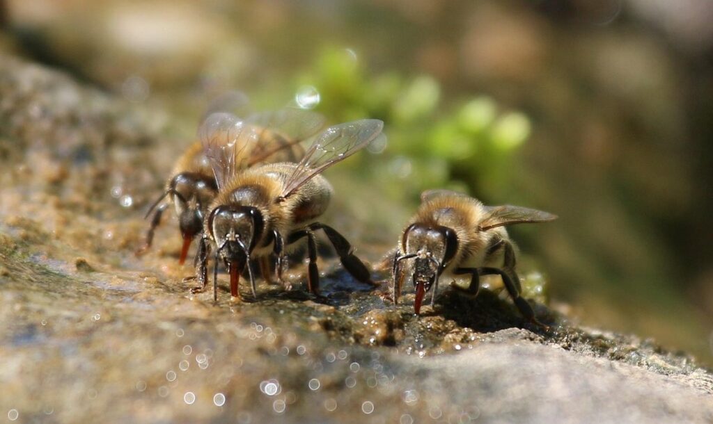 Bees drinking sugar water