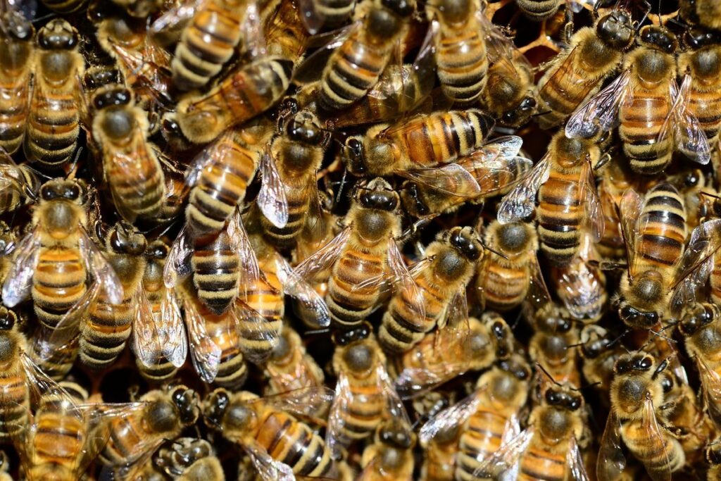 bees pollinators