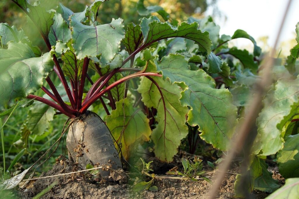 healthy soil