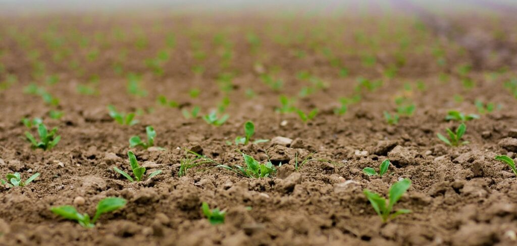 how do you plant beet seeds