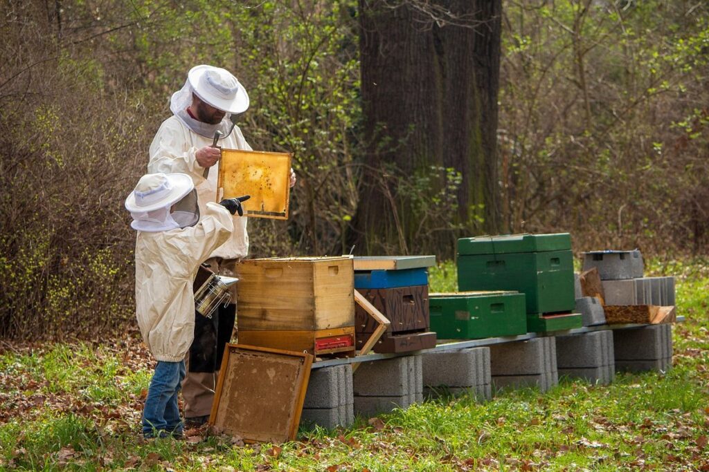 identifying big bees in your garden