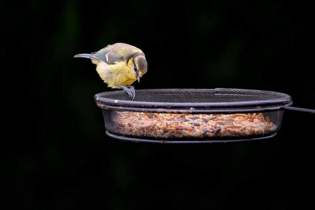 how to keep bees away from hummingbird feeders in gardens