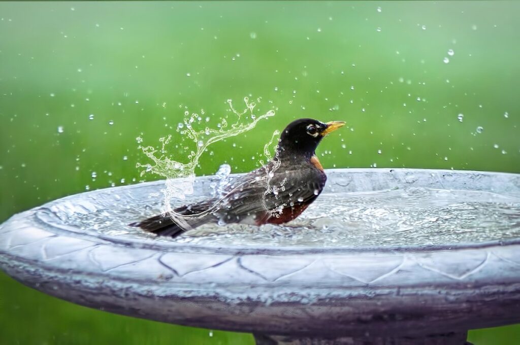attracting birds to birdbath