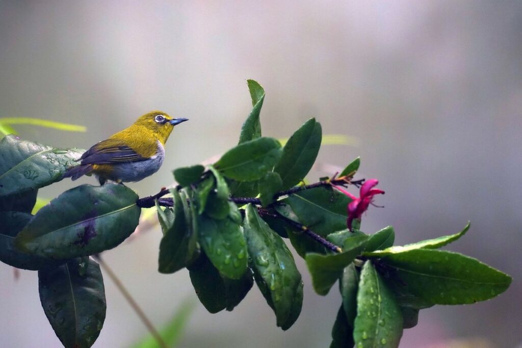 native plants for birds