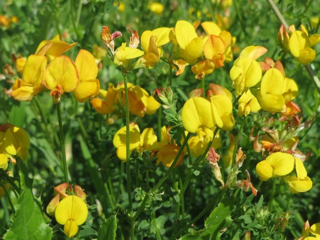 birds foot trefoil