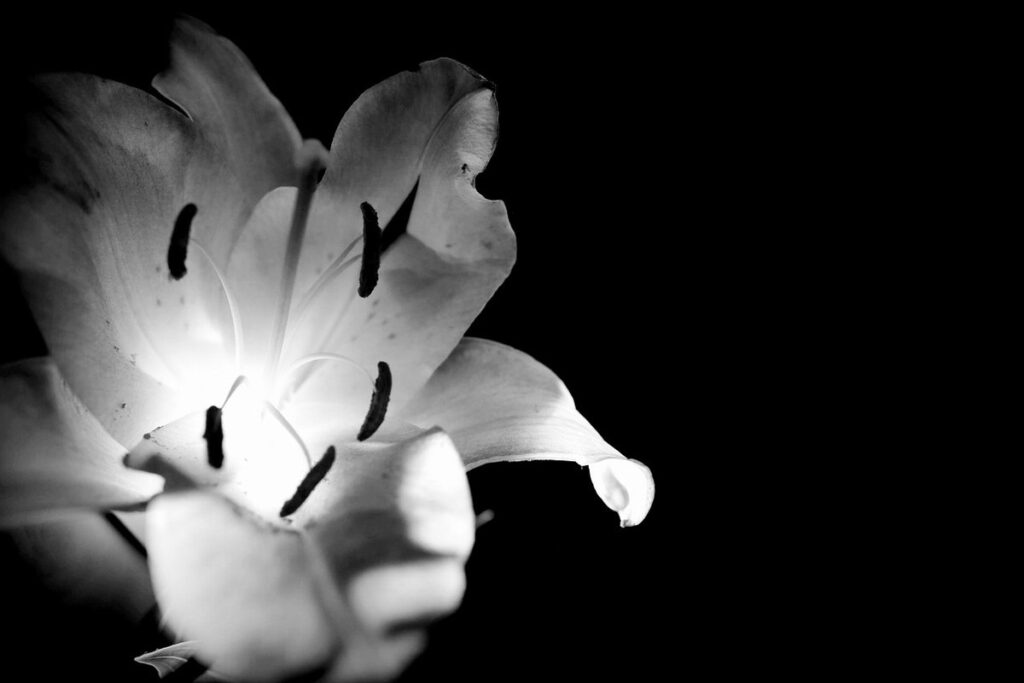 what flowers are black