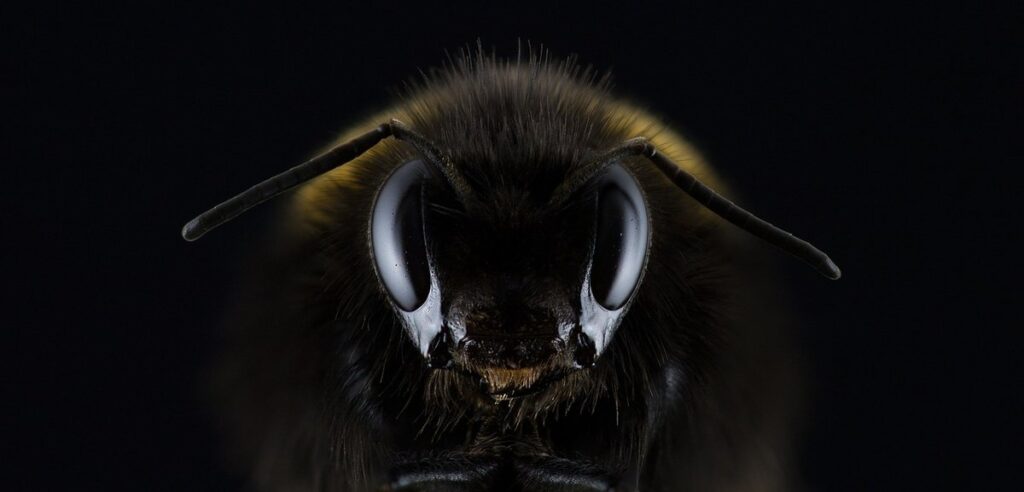 black fuzzy bees in gardens