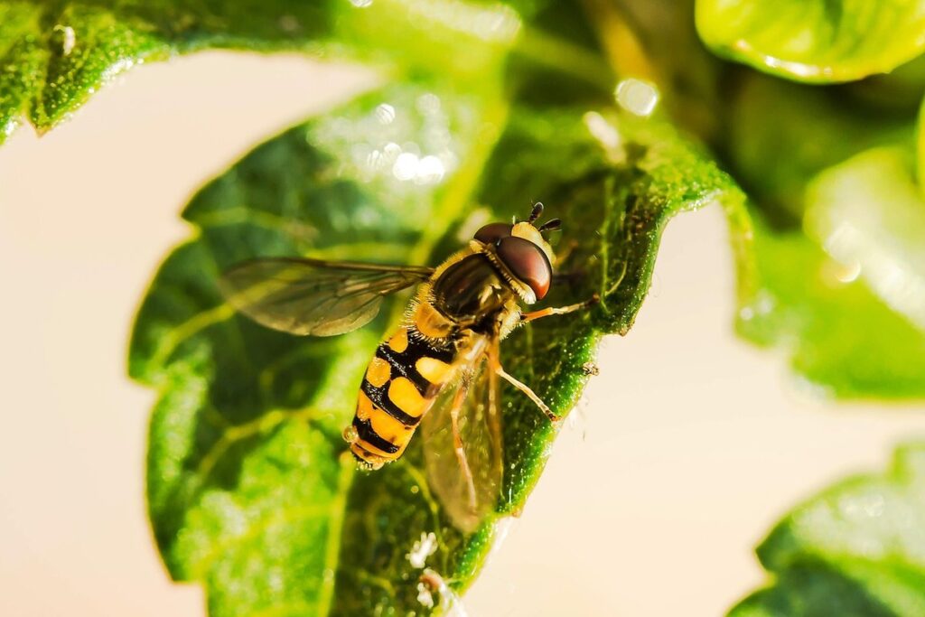 black yellow fly