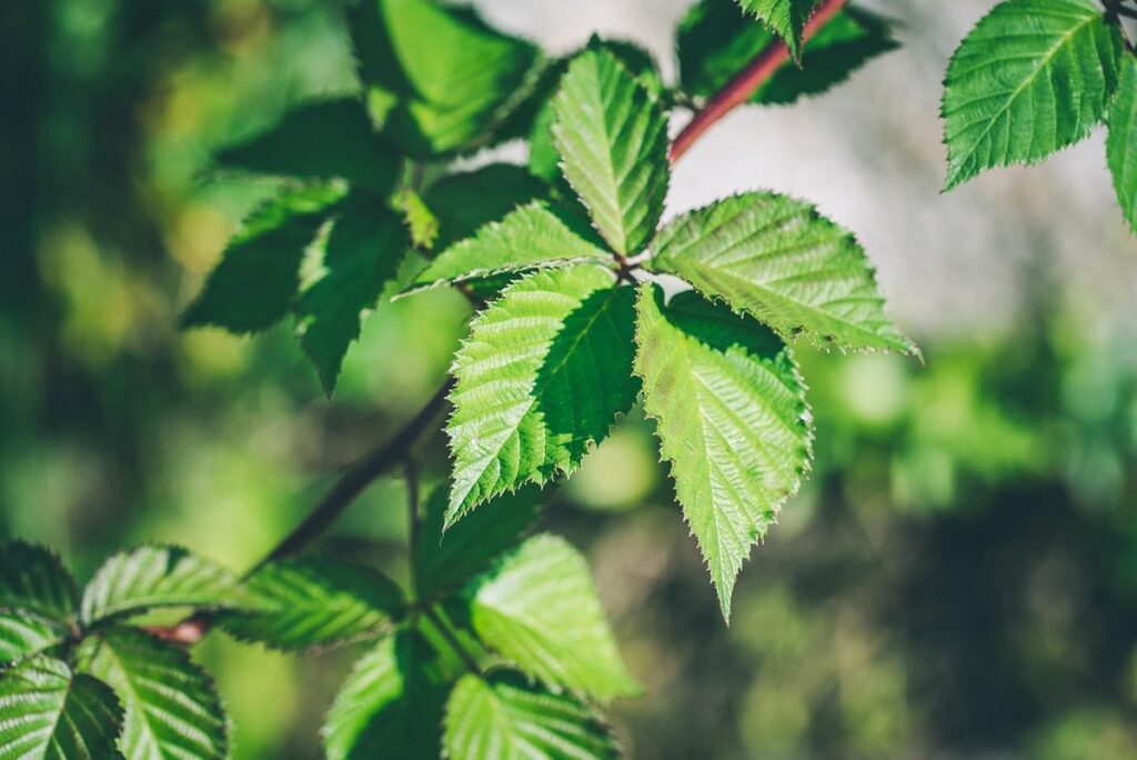 identify blackberry bush