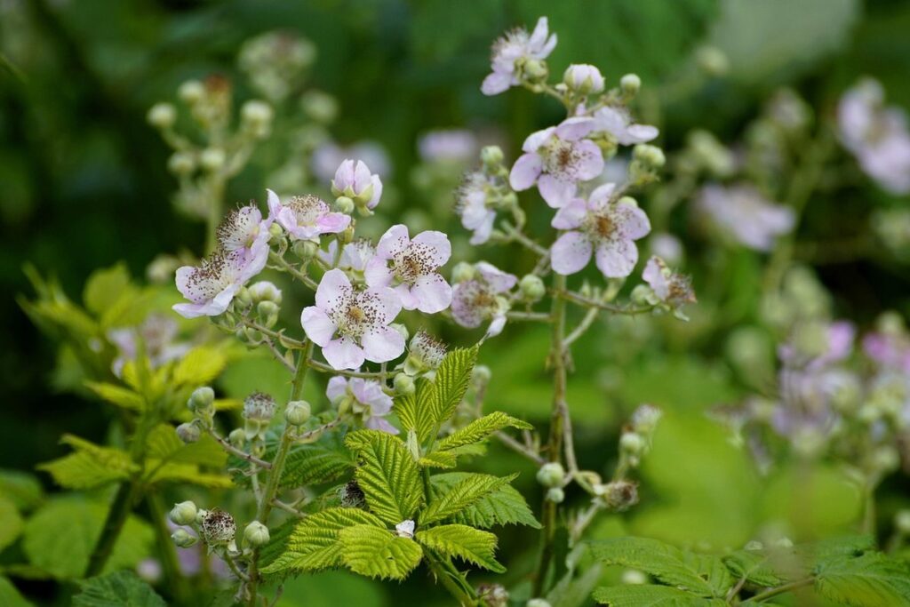 blackberry flowering