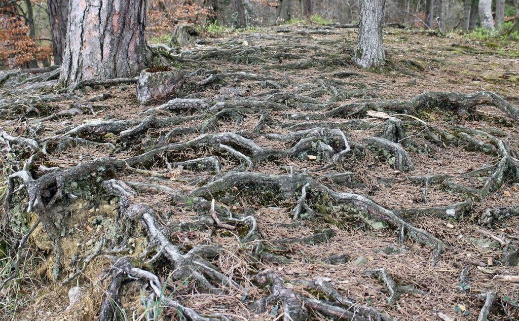 blackberry root system