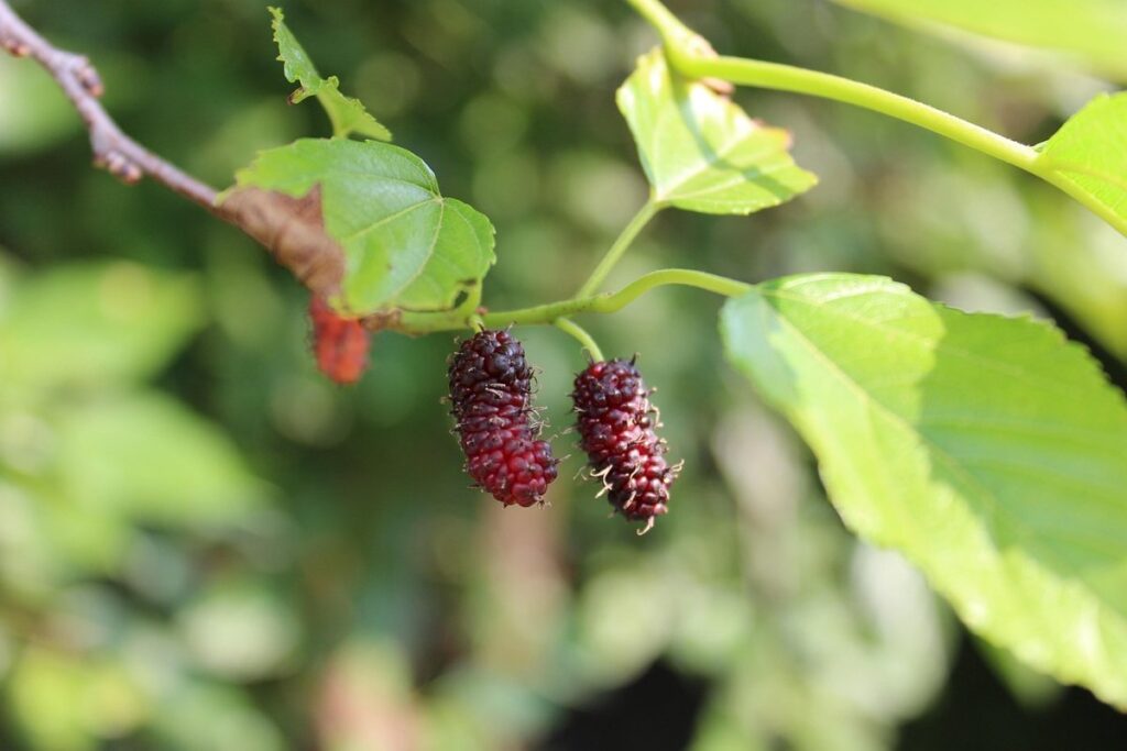 blackberry tree