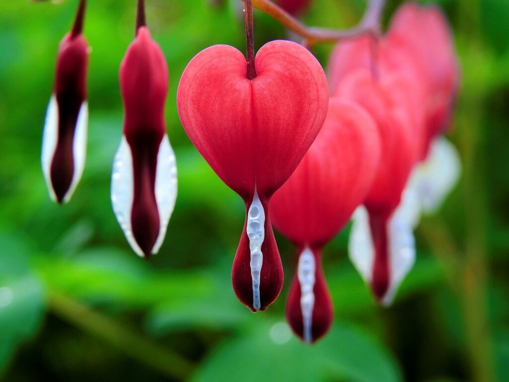 bleeding heart foliage