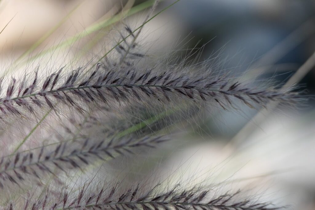 wind blown grass control