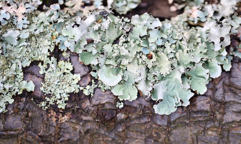 blue green algae bacteria