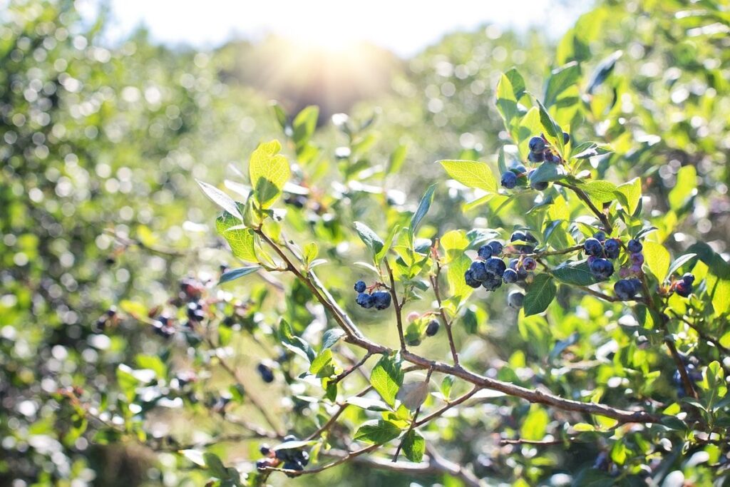 blueberry bush red spots on leaves