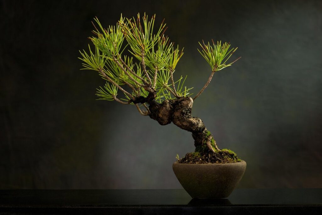 bonsai tree care