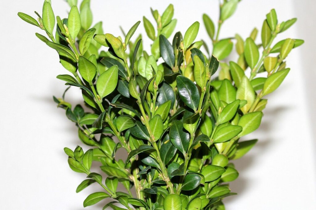 boxwood leaf miner