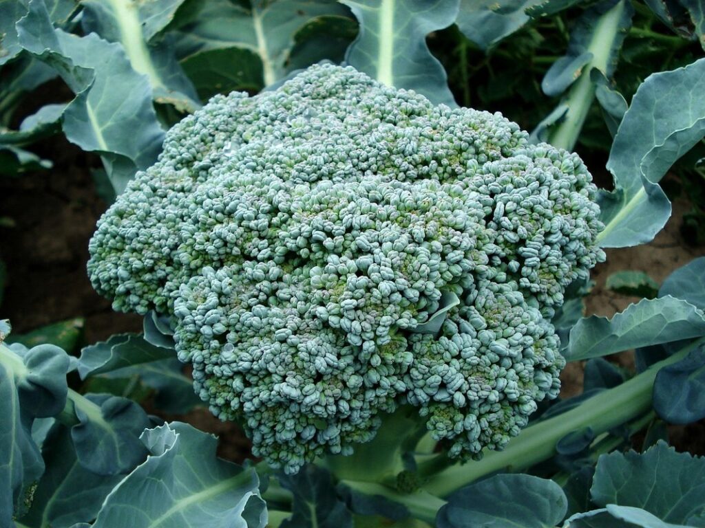 broccoli flowered in garden