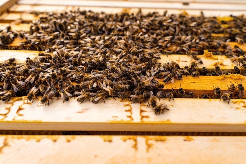 what is a brood box in gardening