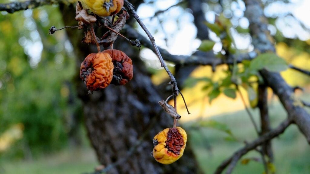 brown rot disease management