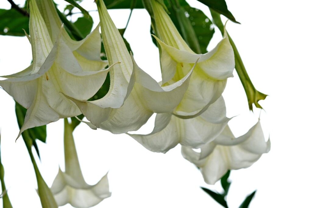 brugmansia suaveolens plant